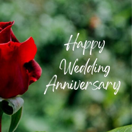 Red rose on happy wedding anniversary