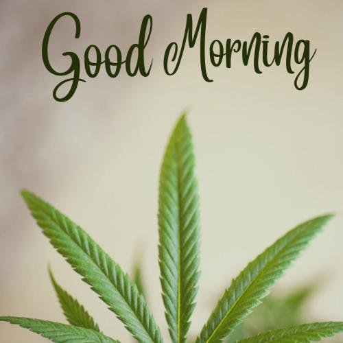 Green good morning
