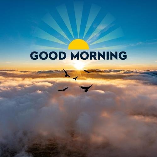 Birds in sky , good morning