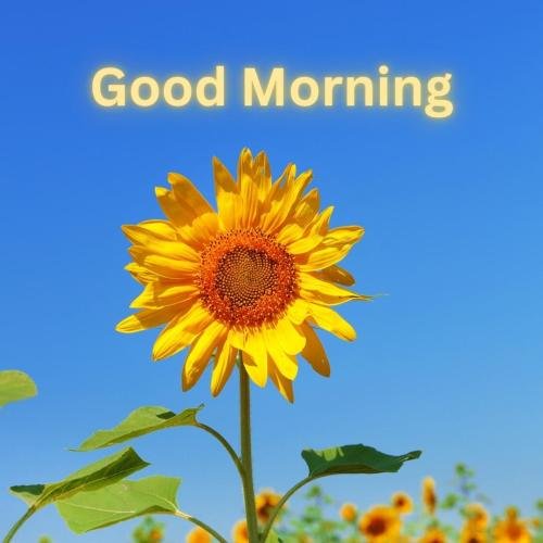 Sun flower, good morning.