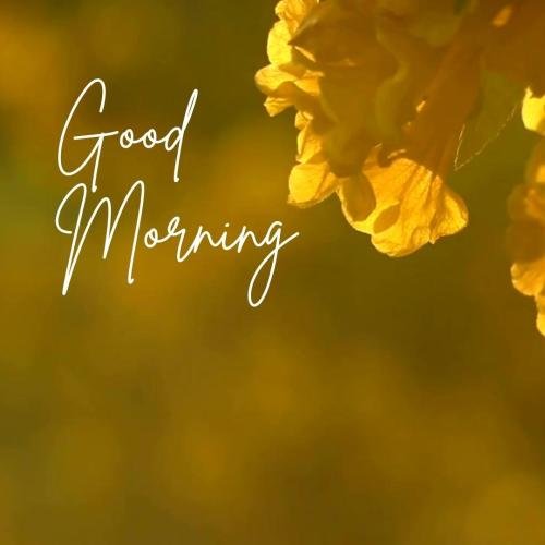 Fellow flowers , good morning