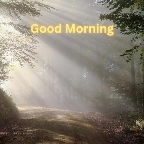 A beautiful Good morning view of a jungle with sunrays.