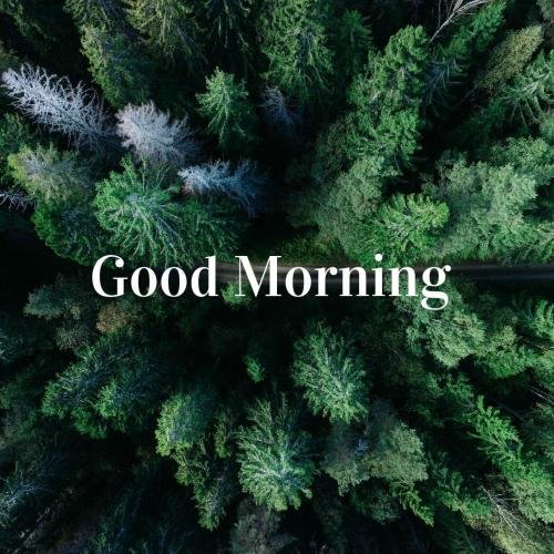 Jungle top view, good morning.