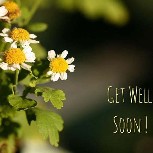 White and yellow flowers get well