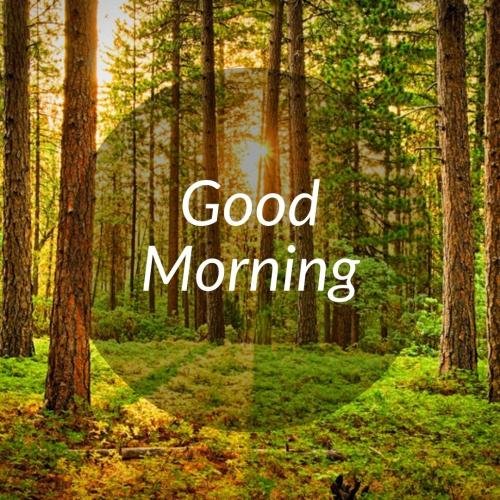 Jungle view at good morning