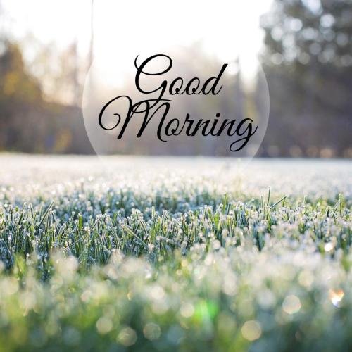 grass view at good morning