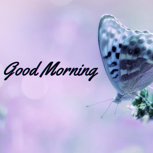 Butterfly, good morning.