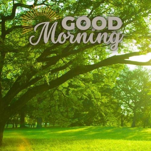 Garden view, good morning.