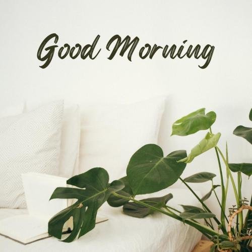 plants view at good morning