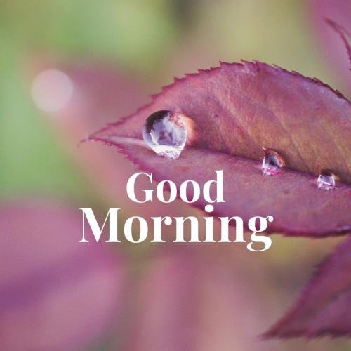 Dew drops at good morning