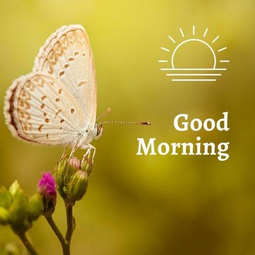 Good Morning Beautiful Butterfly