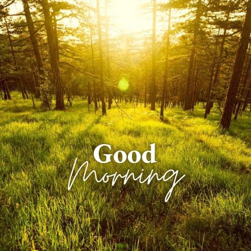 jungle view at good morning