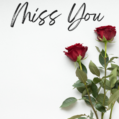Rose on a white background, Miss You.