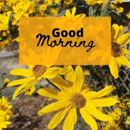 Good Morning Beautiful Yellow Flowers