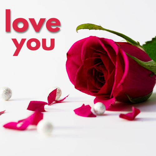 Rose on wish card Love you