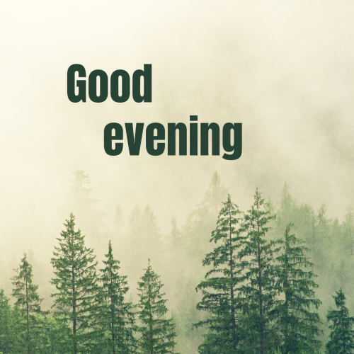 Forest view, GOOD EVENING