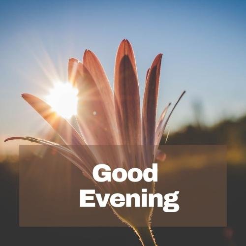 Flower on greeting card Good Evening.