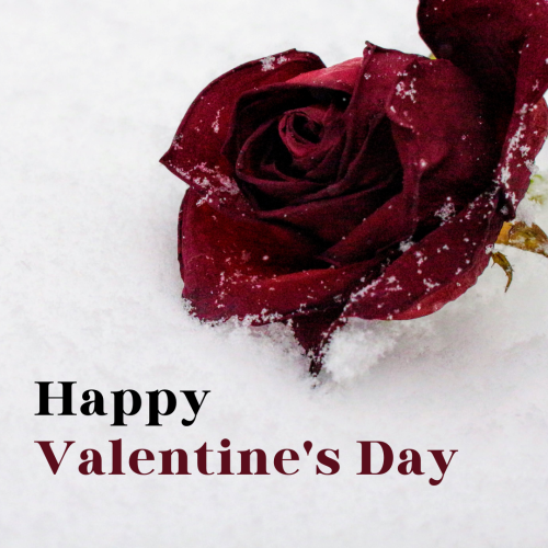 Red rose in the snow, Happy valentine's day.