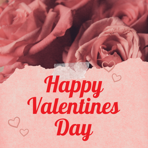 Pink rose, Happy valentines day.