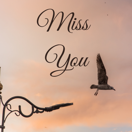 Miss You, a bird flying.