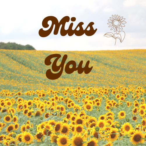 Miss you. A beautiful sun flower view.