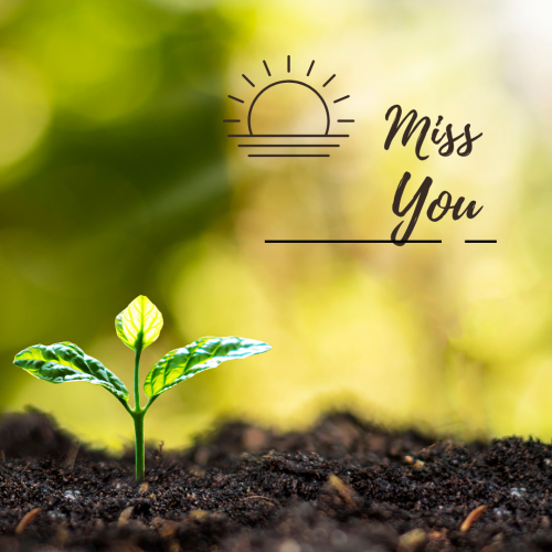 A new flower growing, Miss you.